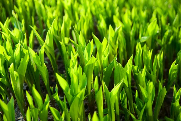 Verse groene gras (bladeren van lelietje-van-dalen). — Stockfoto