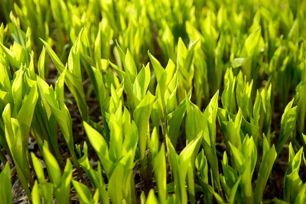 Verse groene gras (bladeren van lelietje-van-dalen). — Zdjęcie stockowe