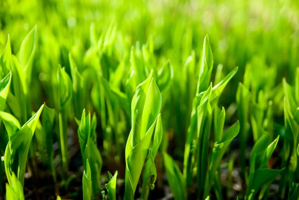 Grama verde fresca (folhas de lírio do vale ). — Fotografia de Stock