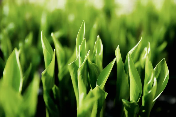 Close up background of green leaves of lily of the valley — Stock Photo, Image