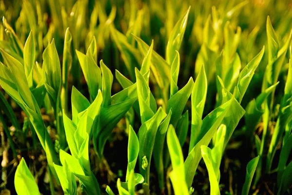 Čerstvé zelené trávě (listy Konvalinka). — Stock fotografie