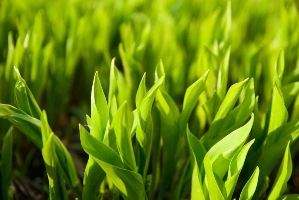 Background from the leaves of lily of the valley in the early mo — Stock Photo, Image