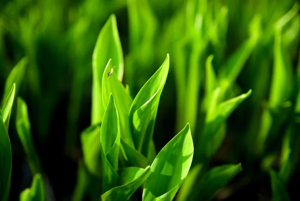 Contexte des feuilles de lys de la vallée . — Photo