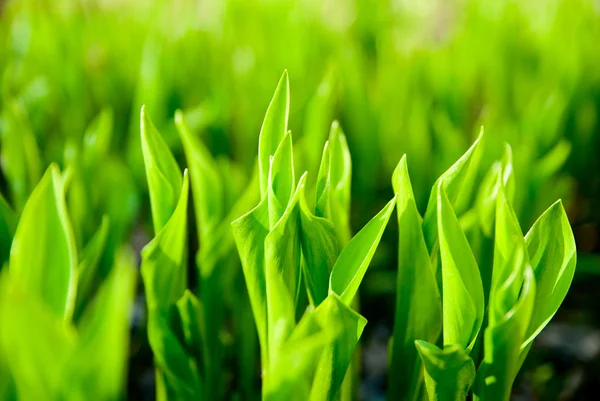 Close up background of green leaves of lily of the valley — Stock Photo, Image
