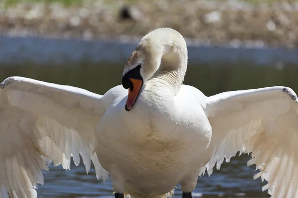 Swan with wings outstretched — Stock Photo, Image