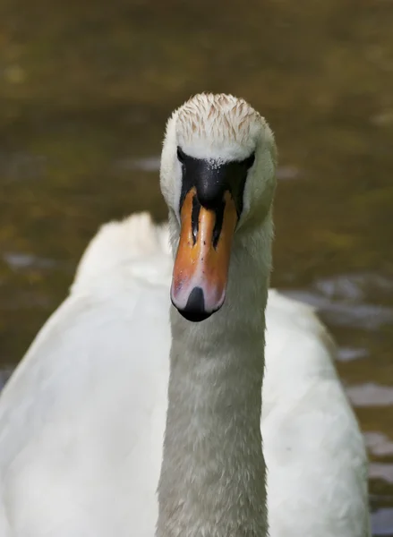 Knobbelzwaan — Stockfoto