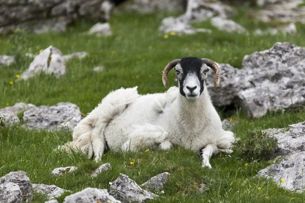 Sheep sitting amongst stones — Stock Photo, Image