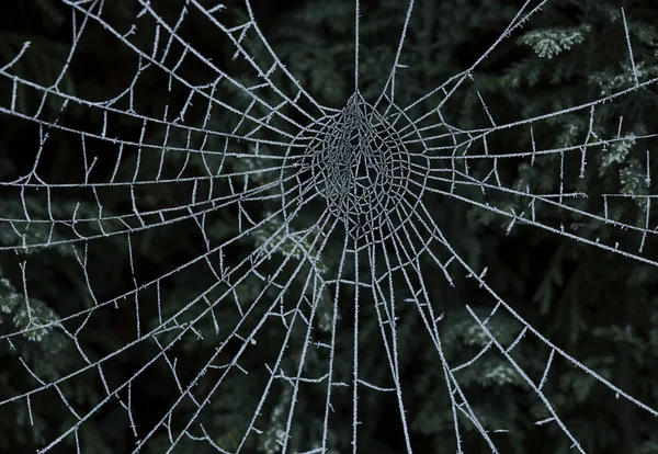 Spindlar web — Stockfoto