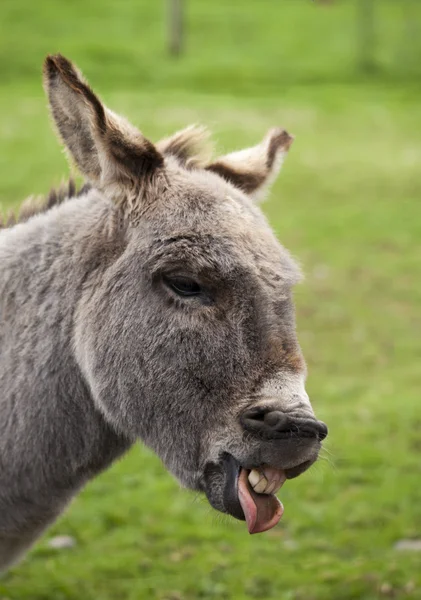 Laughing donkey — Stock Photo, Image