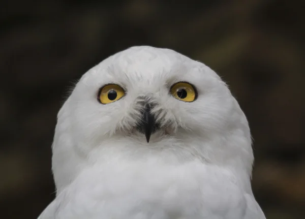 Snowy Owl — Stock Photo, Image