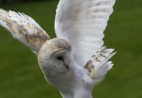 Barn Owl — Stock Photo, Image