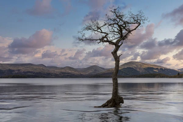Lone Tree Milarrochy Bay Loch Lomond Simulated Sunset High Water — Stock fotografie