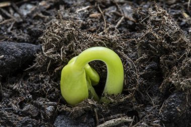 Yeni filizlenen bitkinin yakın çekimi toprağın yüzeyini kırıyor.