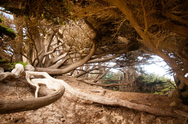 Grande árvore Sur — Fotografia de Stock