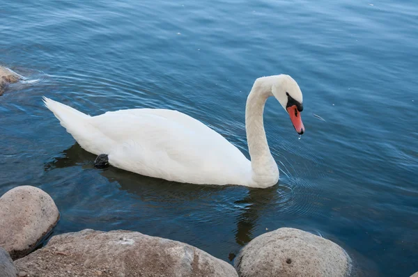 白鳥の湖 — ストック写真