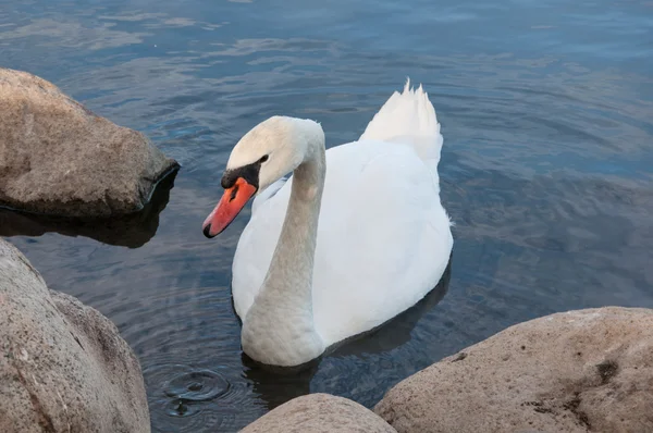 Lago dos Cisnes — Fotografia de Stock