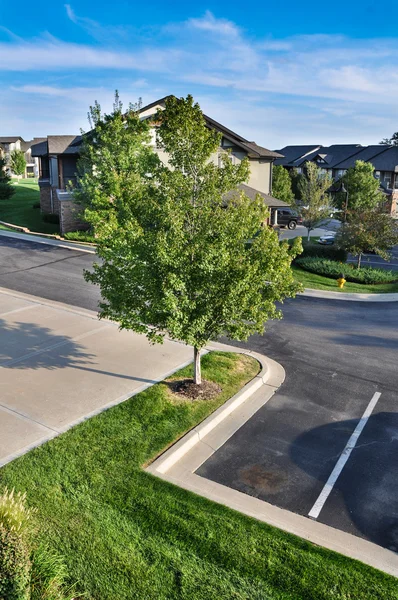 Parking Lot Tree — Stock Photo, Image