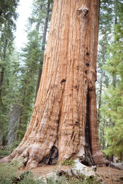 巨大なツリー — ストック写真