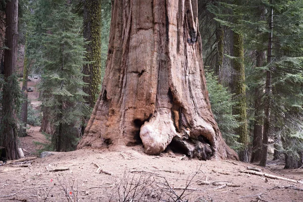 巨大なツリー — ストック写真