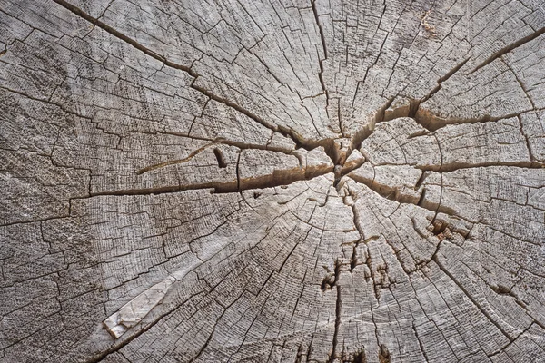 Cut Tree Stump — Stock Photo, Image
