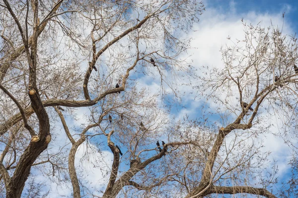 Pássaros na árvore — Fotografia de Stock