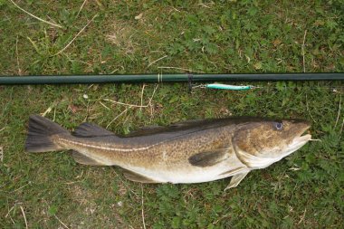 Morina balığı hemen sonra sabah catch