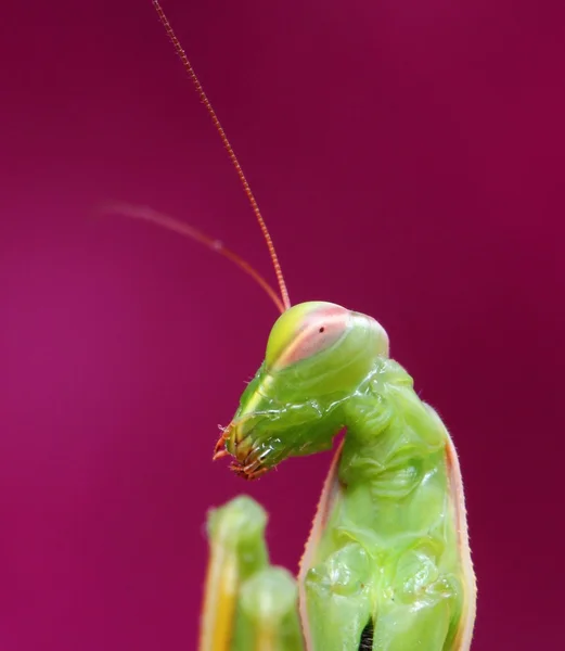 カマキリ — ストック写真