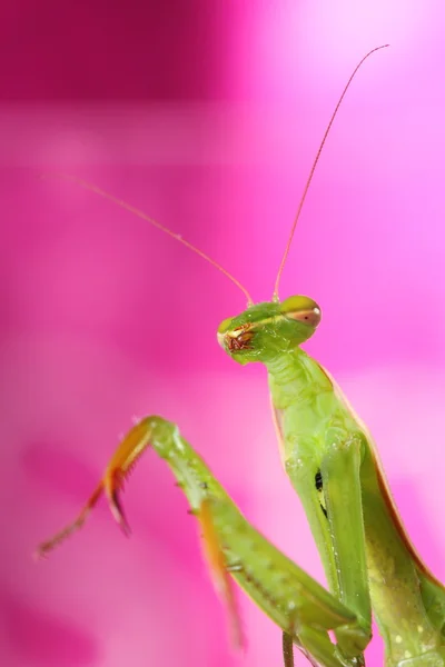 Gottesanbeterin — Stockfoto