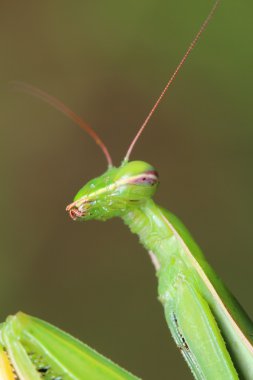 peygamber devesi
