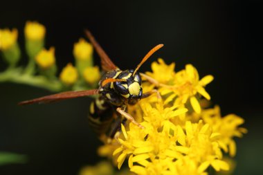 Doğadaki eşekarısı