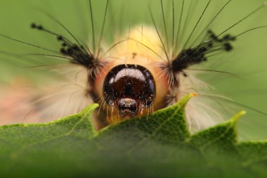 bir larva üzerindeki doğal yeşil yaprak closeup