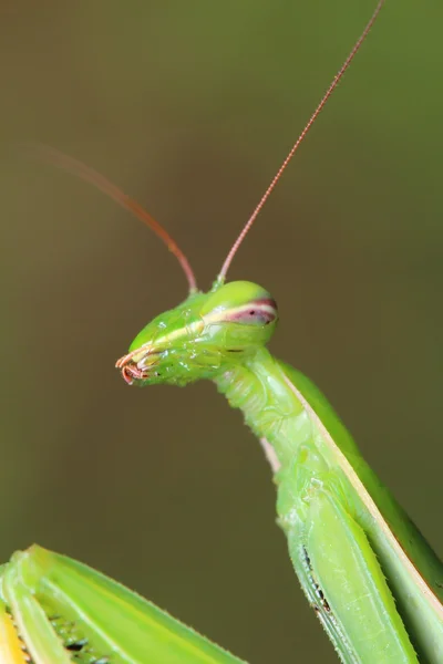 Mantis — Stock Photo, Image