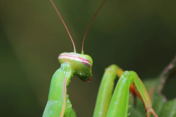 Mantis — Stockfoto