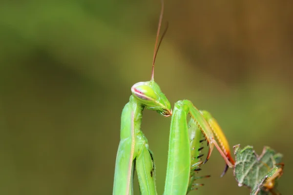 カマキリ — ストック写真