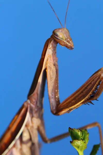 Mantis — Stock Fotó