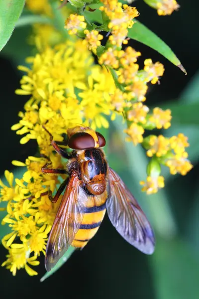 Bee on flowers — Stock Photo, Image