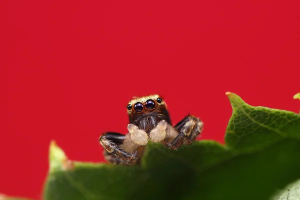 Araña saltarina — Foto de Stock