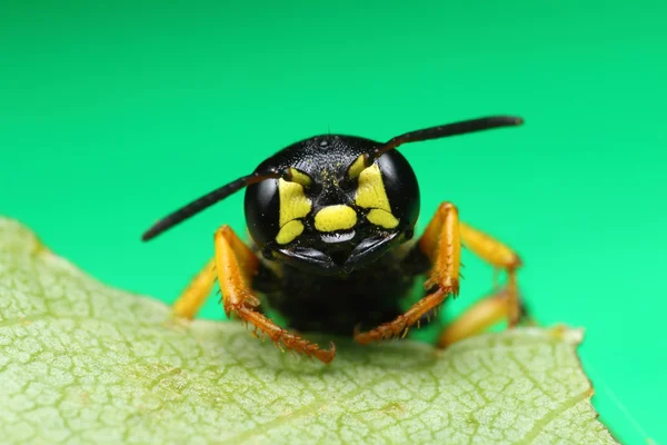 Extreme closeup of a wasp on green leaf — Stock Photo, Image