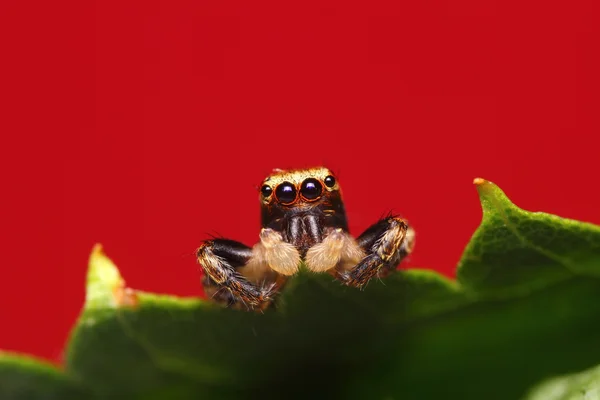 점프 거미 — 스톡 사진