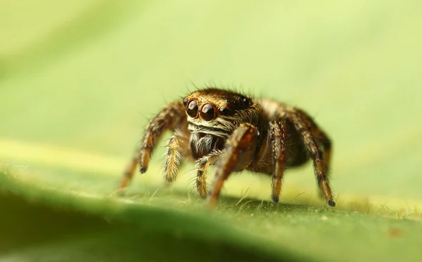 Hoppande spindel — Stockfoto