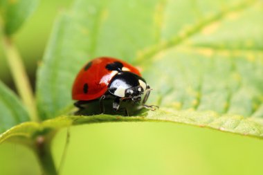 Yeşil yapraklı uğur böceği