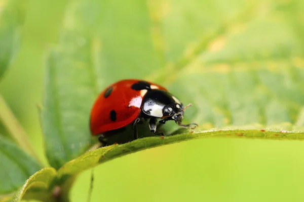 Ladybug on a green leaf — Stock Photo, Image