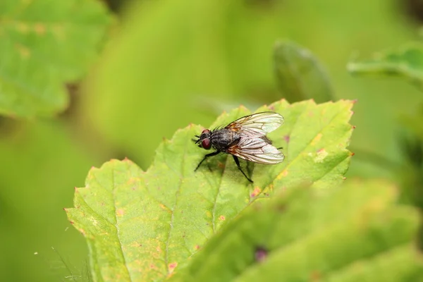 Bunte Fliege auf einem grünen Blatt — Stockfoto