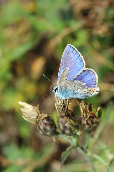 Butterfly — Stock Photo, Image