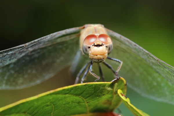 Beautiful closeup of a dragonfly — Stock Photo, Image