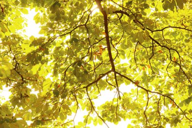 ağaçlarda sonbaharda duygu