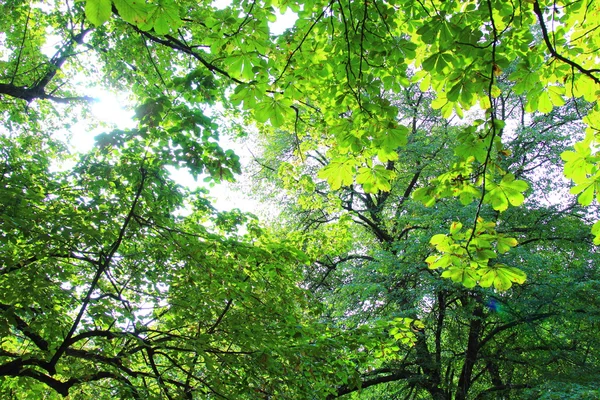 Trees in sun light — Stock Photo, Image