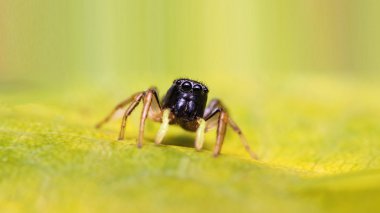 örümcek atlama üzerinde yeşil bir yaprak heliophanus