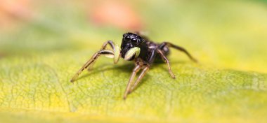 örümcek atlama üzerinde yeşil bir yaprak heliophanus