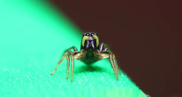 Heliophanus springende Spinne auf einem grünen Blatt — Stockfoto